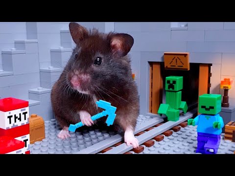 The coolest black HAMSTER on amazing FANTASY ADVENTURES