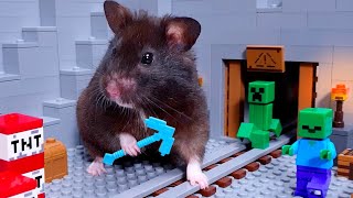 The coolest black HAMSTER on amazing FANTASY ADVENTURES