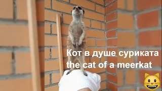 Коты и Сурикаты. О переселении душ ! Забавные домашние животные / Cats and Meerkats