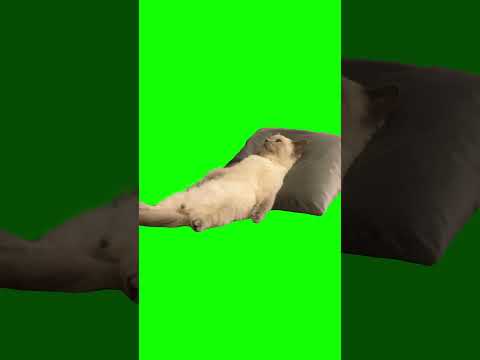 Cat Lying Down and Thinking meme - Green Screen