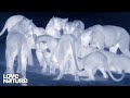 Leopard and Lions Hunt Antelope Under Cover of Darkness | Love Nature
