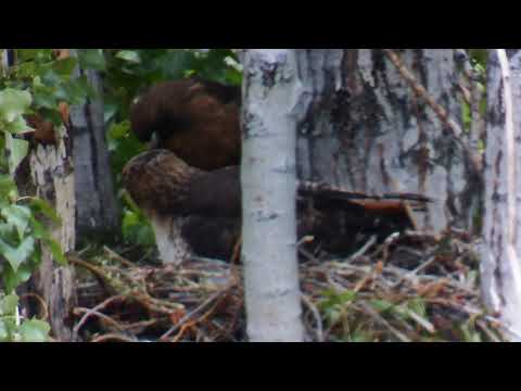 Day 7 - Red-tailed Hawk |  Raising chick from hatching to flight - pt1