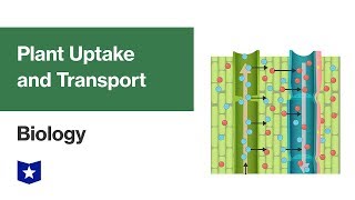 Plant Uptake and Transport | Biology