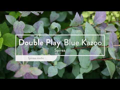 Double Play® Blue Kazoo