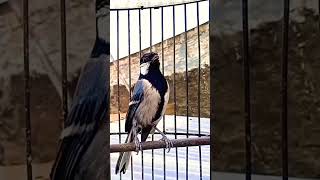 Download lagu gelatik batu gacor ngerol ngotot mp3 Download lagu gelatik batu gacor ngerol ngotot mp3