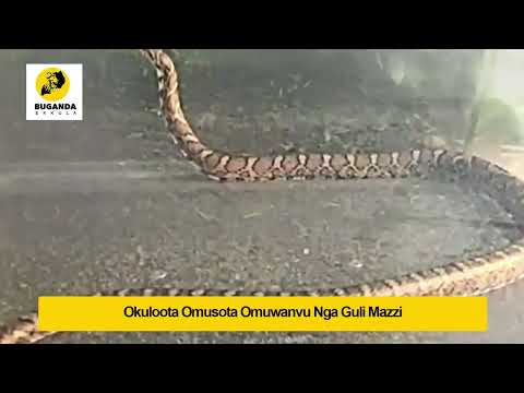 okuloota omusota omuwanvu mu mazzi - Ebirooto Namakulu Gaabyo - Buganda Ekkula