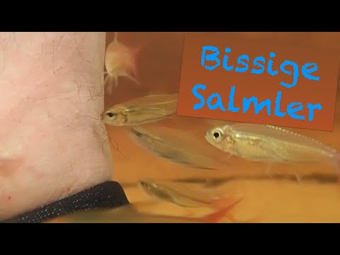 Salmler in Santa Rosa am Rio Inirida - JBL Expedition Kolumbien Teil 3