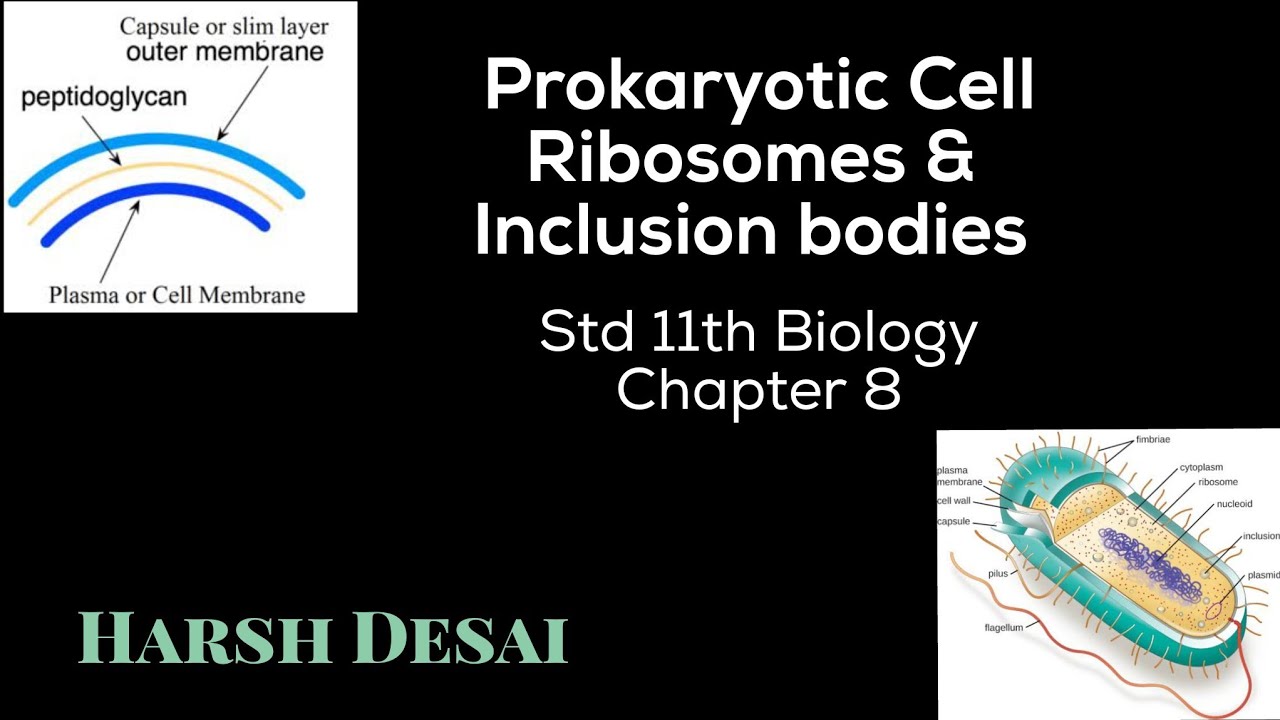 L-5 Prokaryotic Cell: Ribosomes and Inclusion bodies (Std 11 Biology) Chapter 8