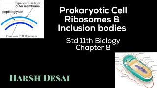 L-5 Prokaryotic Cell: Ribosomes and Inclusion bodies (Std 11 Biology) Chapter 8