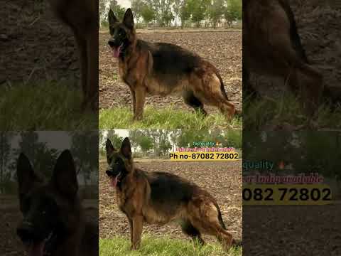 🐶❤️ #sharemarket #viralvideo #trending #davindernirman