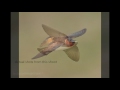 Cliff Swallows in Flight