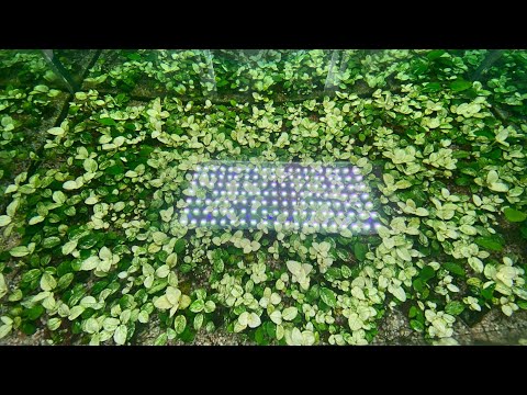 Ráy pinto vẫn luôn giữ được vẻ đẹp hấp dẫn. Anubias pinto Vietnam #pinto