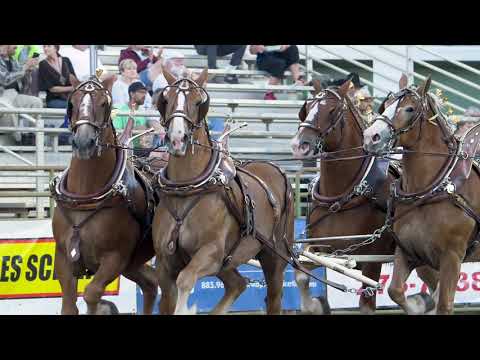Draft Horse Classic 2018 - Scenes