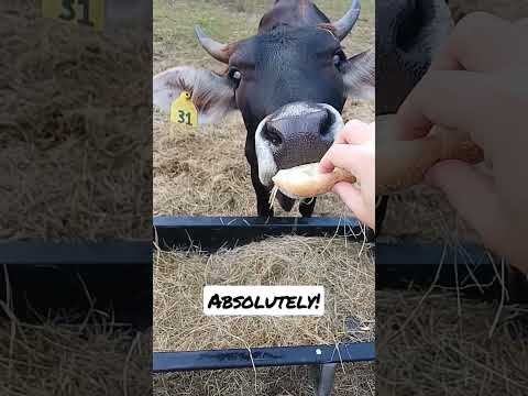Can cows eat BREAD?! #shorts #homestead