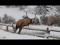 Bull Elk Bugling In The Snow In Estes Park Colorado Elk Jumping Fence