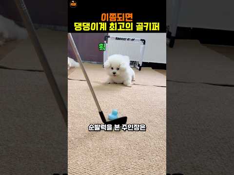 거미손 골키퍼 댕댕이