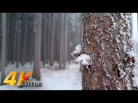 In The Frosty Forest - 4K ASMR Walk In A Winter Forest