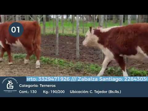 Lote Machos - C. Tejedor Bs As