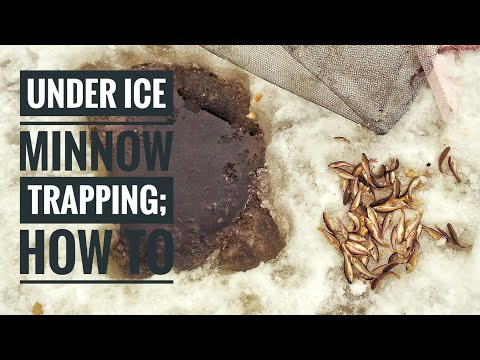 Trapping MINNOWS Under ICE  | Setting and Checking Traps [2018]