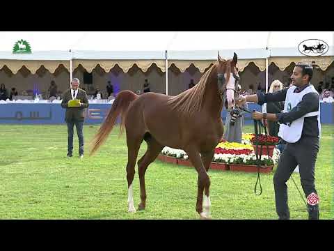 N 207 FAWAZ ALOWAIDAH   King Abdulaziz Arabian Horse Center Show 2021   Colts 2 Years Old Class 8A