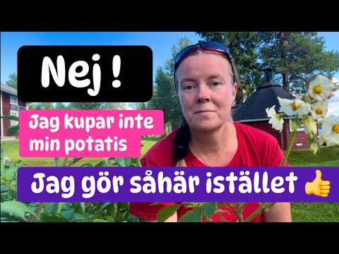 Odla potatis, kupa eller inte ? Jag gör såhär !