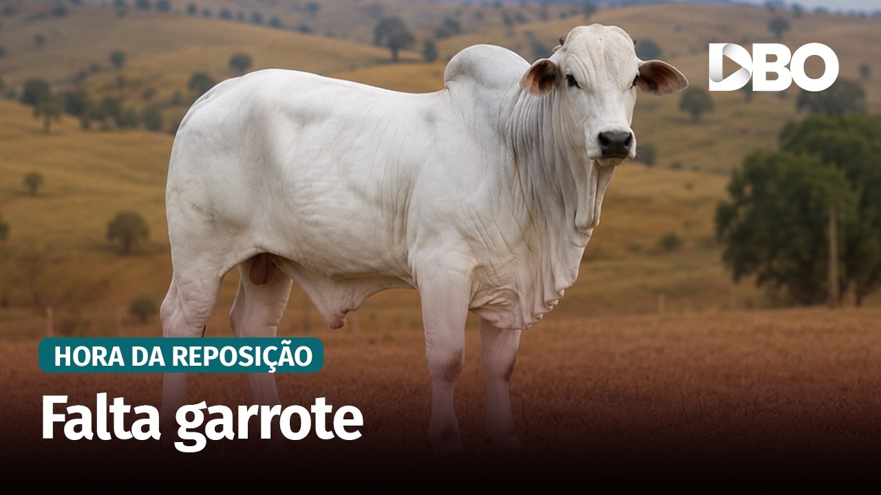 Preço do bezerro sobe e garrote fica cada vez mais raro no Norte de Minas