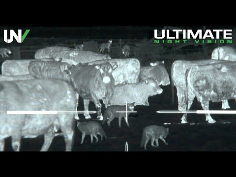 Thermal Predator Hunting | 45 Coyotes Down with the IR Hunter MKIII 35mm