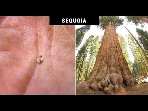 Daniel Brânzei: Tu fă lucruri mici. Dumnezeu le dă urmări mari!