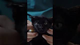 Siyah incimizin muayenesi yapıldı 😻