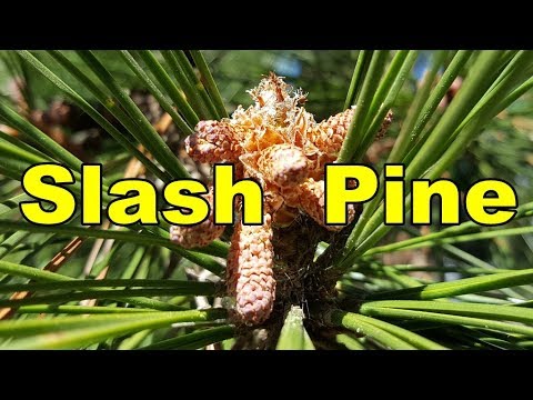 Slash Pine - Pinus elliottii - HD Video 01 - YouTube