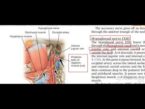 Glossopharyngeal intro 1