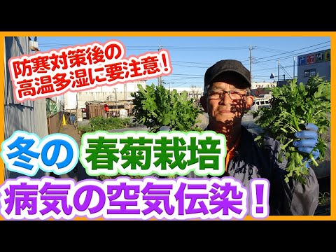 キョウチクトウを霜から守る方法は？冬を乗り切るための 4 つの簡単なアクション  庭園