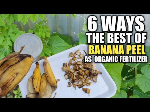 6 Ways Paano ginagamit ang balat ng saging bilang fertilizer