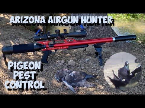 AirForce Condor .25 Cal - Dairy Farm Pigeon Pest Control 10