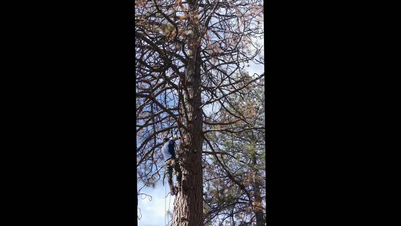 Cutting A Dead Tree - Vertical - Tree Cutting 1080_00000000
