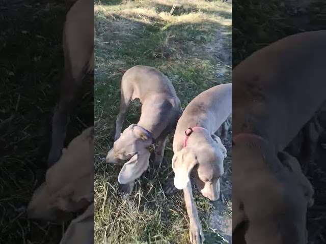 Weimaraner cachorro en venta