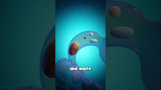 Download lagu How Your Body Turns Food Into Poop mp3 Download lagu How Your Body Turns Food Into Poop mp3