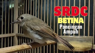 Download lagu PANCINGAN AMPUH⁉️ SRDC BETINA MEMANGGIL JANTAN mp3