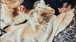 Video preview image #1 Havanese-Unknown Mix Puppy For Sale in San Jose, CA, USA