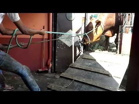 Beef kot pâtisserie nasrullah braman expresse