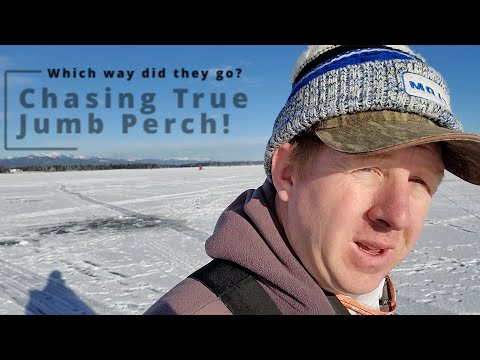 On the Hunt for World Class Perch (Cascade Lake)