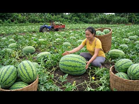 Harvesting 1,000 kg of Giant Watermelons, Transporting Them to Market, Gardening and Cooking