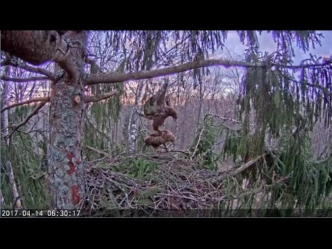 2017/04/14 06h30m Latvian LSE~Mating