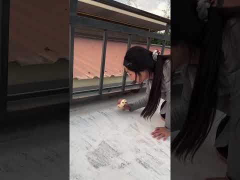 วิ่งหาแต่ที่นอน #ชูการ์ไกลเดอร์ #birds #puppy #animals #animallife #funny #comedy #viral #shorts