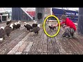 This Man Was Feeding A Group Of Bald Eagles, Then The Camera Captured Raptors Lying In Wait