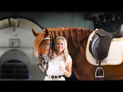 JALIS • Andalusian / PRE virgin stallion 2015 • 1.73 meters “PIROFREE” GPRIX DRESSAGE PROSPECT