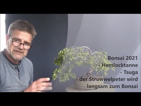 Bonsai 2021-23 - Hemlock fir - Tsuga - Struwwelpeter is slowly becoming a bonsai