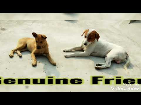 Milky, The Gorgeous Pup