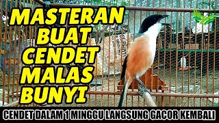 Download lagu CENDET MALAS BUNYI PUN AKAN NYAUT APALAGI MASTERAN CENDET PASTI BAKAL NARUNG DIJAMIN !!! mp3