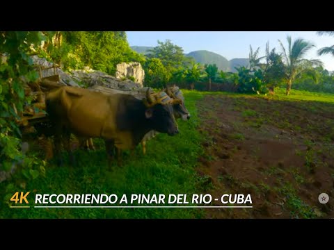 【4K】Recorriendo Pinar del Rio. Dejando atras el Cabo de San Antonio.